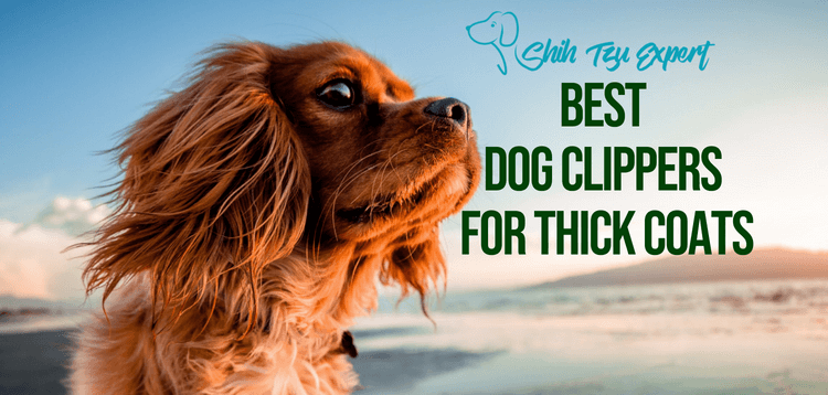 Best Dog Clippers for Thick Coats