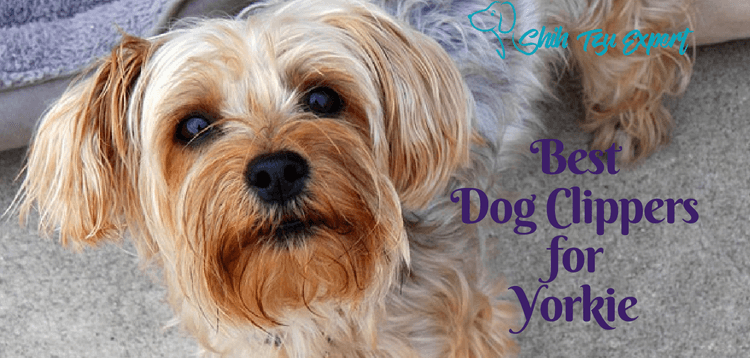 Best Dog Clippers for Yorkie
