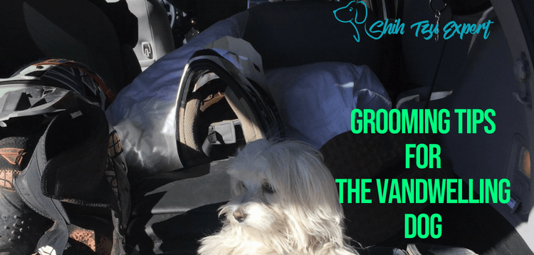 DIY Grooming Tips for the Vandwelling Dog