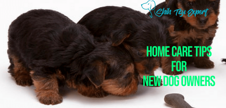 Home Care Tips for New Dog Owners
