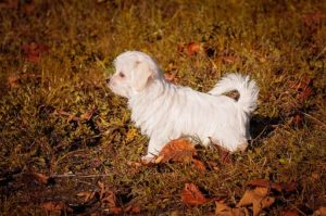 Pros, cons, and tips for using each type of dog dryer