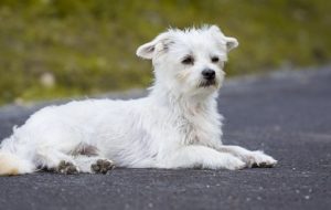 The 3 types of dog dryers