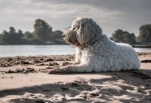 Grooming Goldendoodles can be difficult