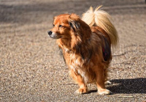 How do I get ready for grooming a dog at home? what do I need?