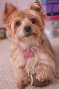 Best Dog Clippers for Yorkie