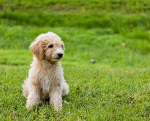 What are the Top 7 Best Dog Clippers for Goldendoodles in 2018