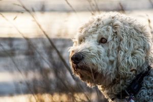 What extra grooming tools would you recommend for grooming Goldendoodles?