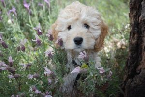 Ergonomics of dog clippers for thick hair