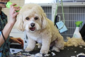  grooming a dog 