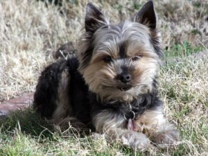 What to Expect IF Grooming a Yorkshire terrier at Home?