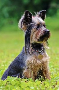 What extra grooming tools would you recommend in addition to good dog clippers, for grooming a Yorkie?