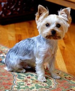 How to groom an Aggressive Yorkie dog?