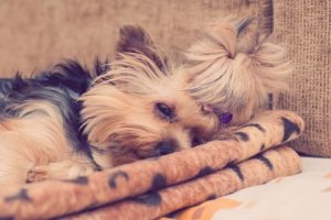 What to expect if you take your Yorkie to a top groomer?