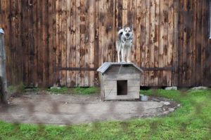 Wireless dog Fences, what they are and how they work.