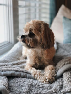 small dogs grooming