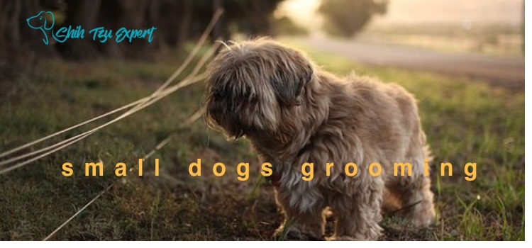 small dogs grooming