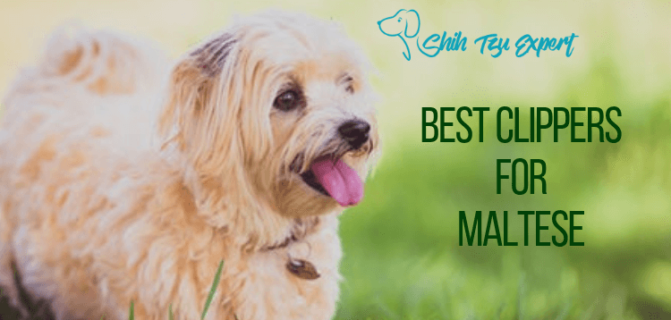 best clippers for maltese dogs