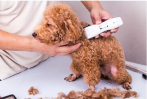 Top 5 Best Silent Dog Clippers for Anxiety free dog grooming