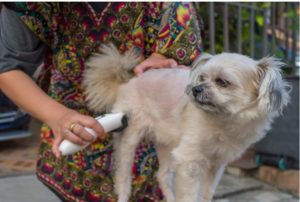 Why do dogs get anxious when grooming?