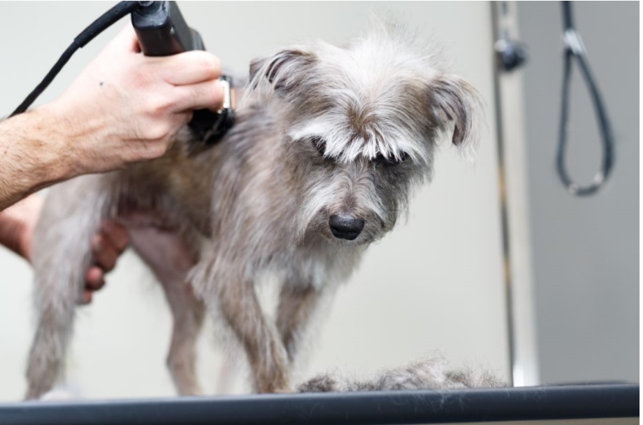 Top 5 Best Silent Dog Clippers for Anxiety free dog grooming