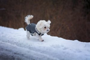 Hypothermia in Dogs