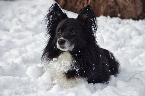 Hypothermia in Dogs : What to Watch Out For.