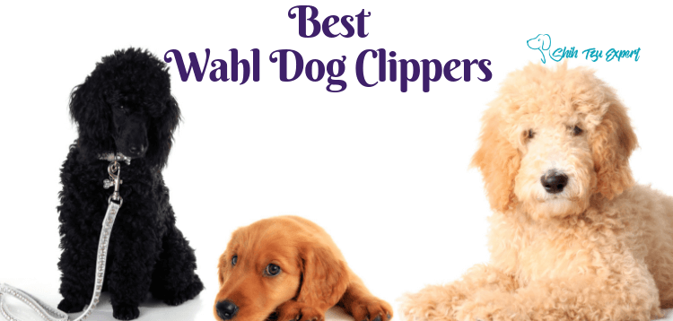 Best Wahl Dog Clippers