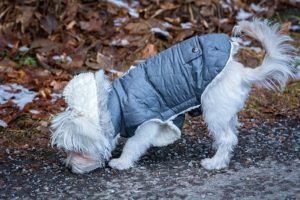 Petcee Waterproof Fleece Lined Reflective Jacket: