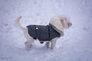 Ruffwear Powder Hound: