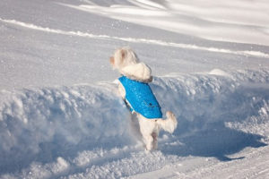 Fleece Dog Coats