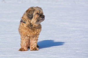  Insulated Dog Palace & Floor Heater