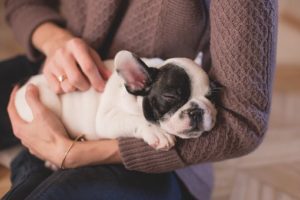 When To Use a Dog Thermometer 