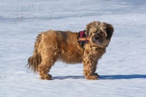 How much is too Cold for Dogs in Winter?