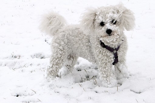 10 Best Dog Houses for Winter