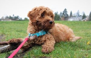 8 Best Dog Harnesses for Small Dogs