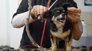 How To Give A Dog A Haircut