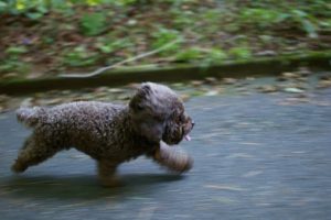  Best Dog Treadmills