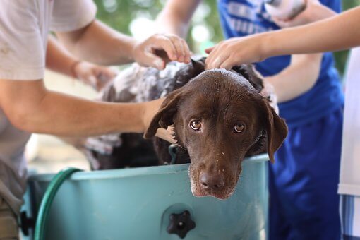 Top 11 Best dog grooming tubs for Home & Groomers in 2023