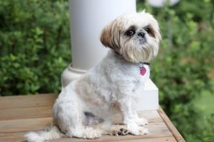 Shih Tzu Terrier Mix Health 