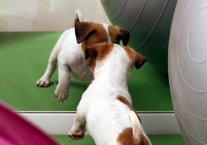 Best Dog Treadmills