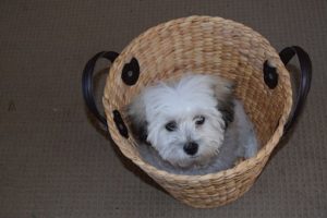 Shih Tzu Terrier Mix Health Issues and Concerns