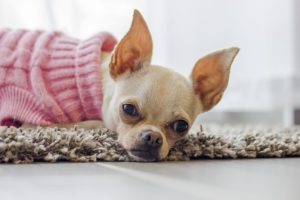 How to Clip A Dog’s Nails When the Dog is Scared of Nail Clippers