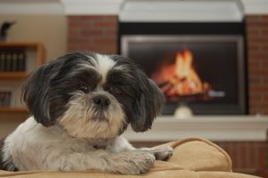 Shih Tzu Terrier Mix 