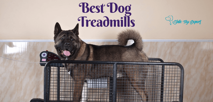 6 Best Dog Treadmills for 2023 [Buyer’s Guide]