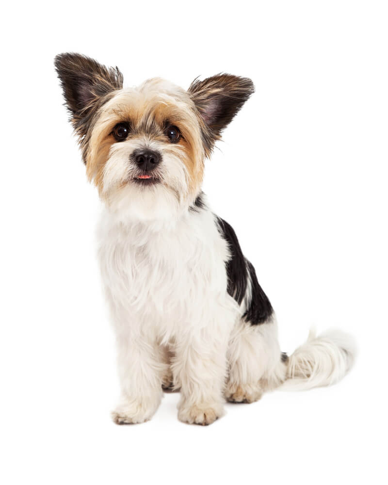 What does a Shih tzu Terrier Mix look like?