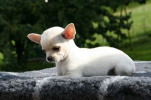 Shih Tzu Chihuahua Mix