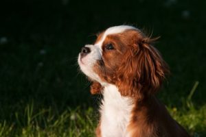 Why does my dog poop in his crate?