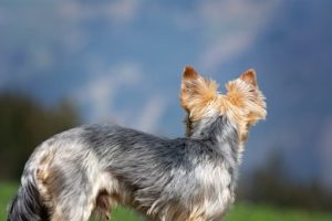 Will shaving my dog stop him from shedding?