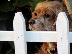 PetSafe In-Ground Fence - Or Should We Say Fences