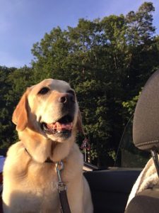 Leash Boss Dog Car Seat Belt